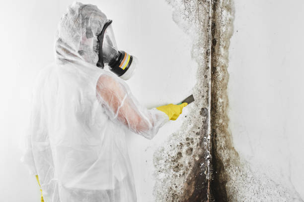 Best Basement Mold Remediation in Huxley, IA