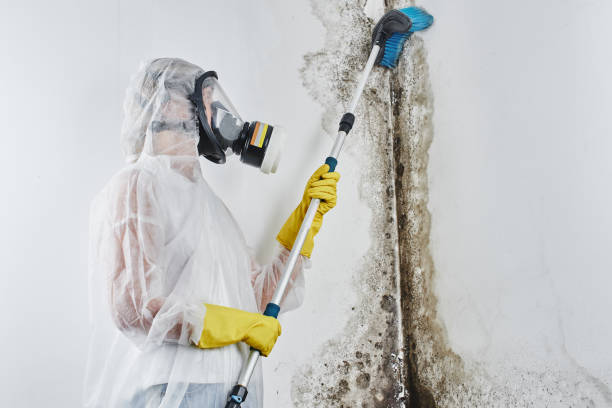 Reliable Huxley, IA Mold Remediation Solutions