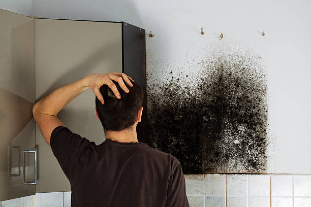 Reliable Huxley, IA Mold Remediation Solutions